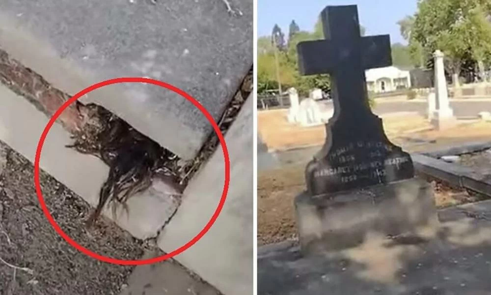 ΗΠΑ: Μακάβριο - Βρήκε μαλλιά να βγαίνουν μέσα από τάφο 100 ετών